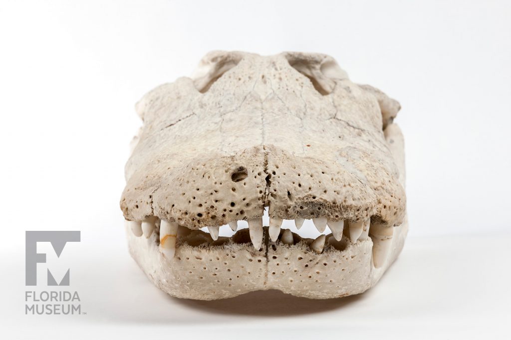Modern American Alligator Skull (Alligator mississippiensis)