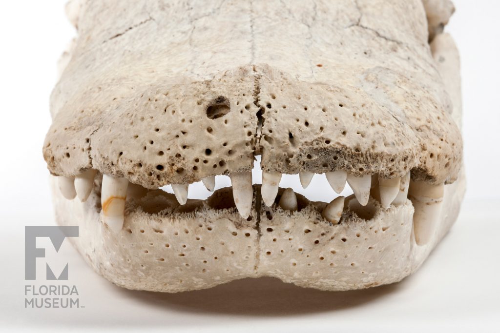 Alligator Skull snout with tooth in the upper jaw and smaller teeth and empty sockets in the lower jaw. The bone is a pale tan and pitted with small holes
