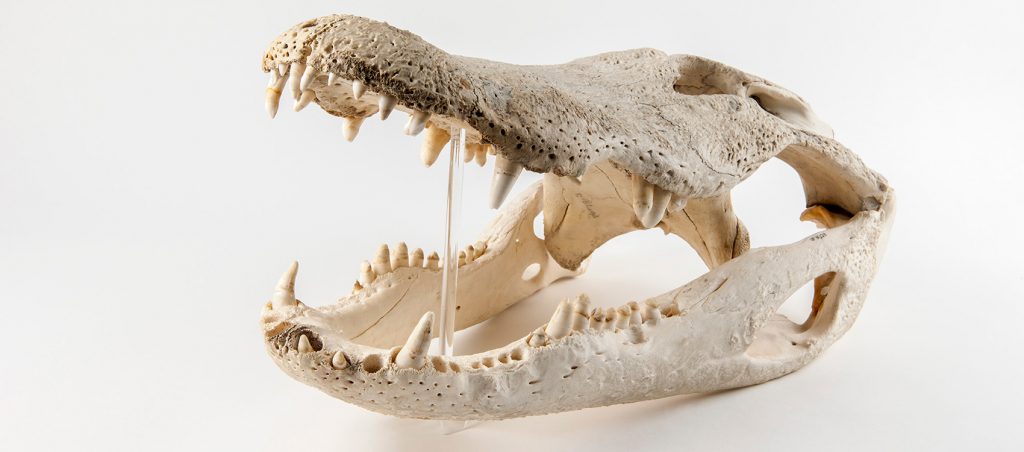 Modern American Alligator Skull (Alligator mississippiensis)