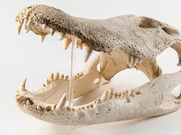 Modern American Alligator Skull (Alligator mississippiensis)