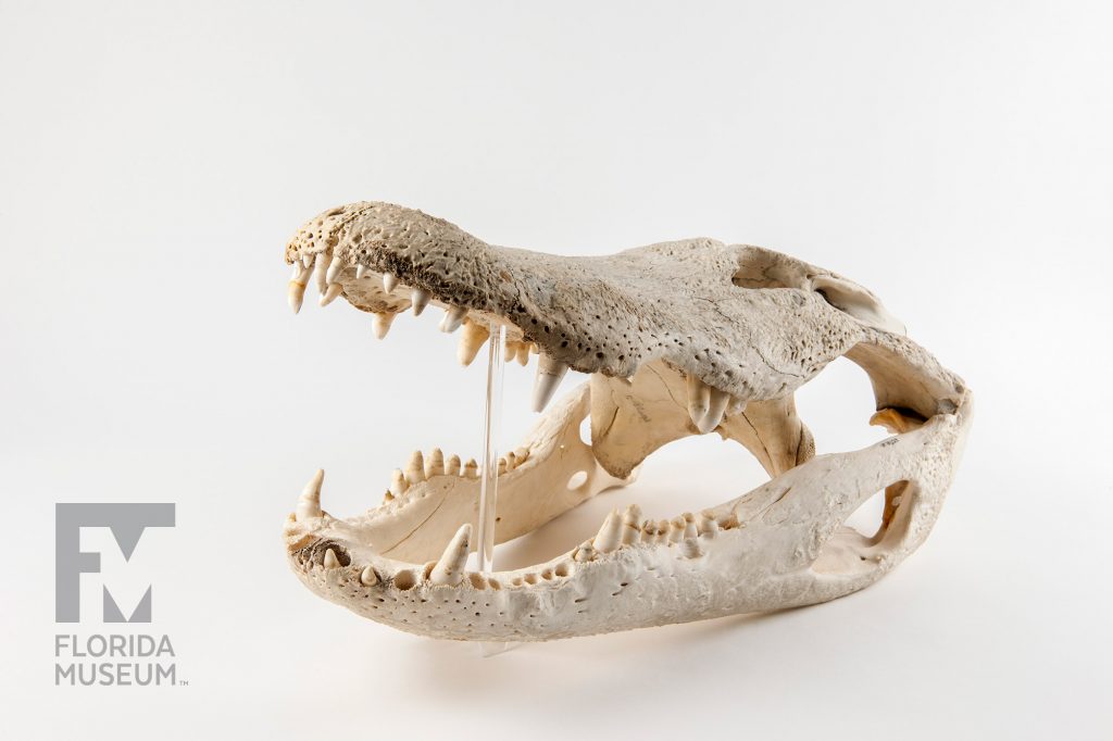 Modern American Alligator Skull (Alligator mississippiensis)