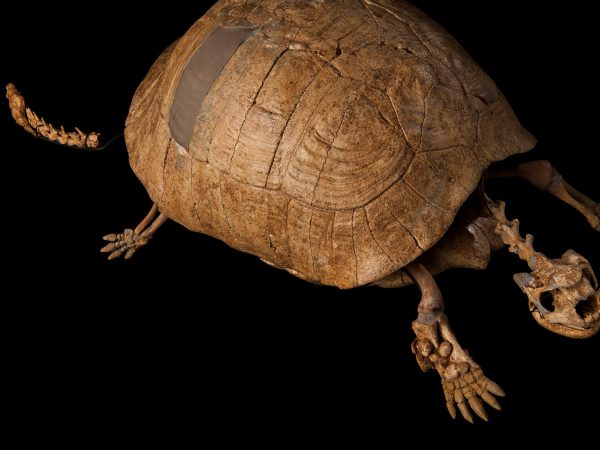 Dwarf Tortoise (Hesperotestudo incisa)