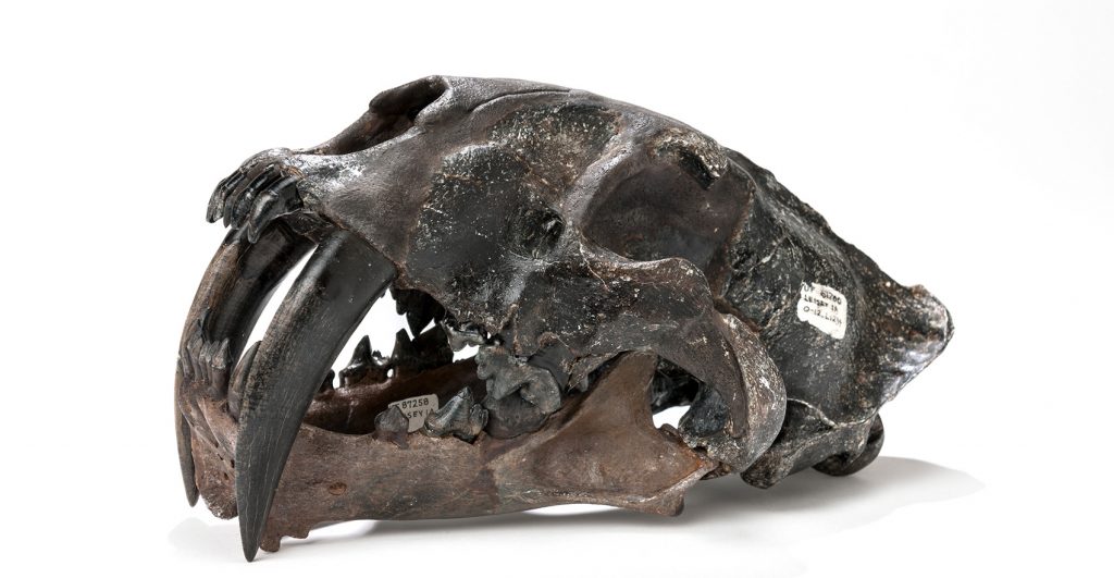 Gracile Saber-toothed Cat Skull (Smilodon gracilis)