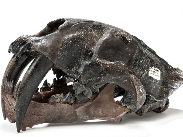 Gracile Saber-toothed Cat Skull (Smilodon gracilis)