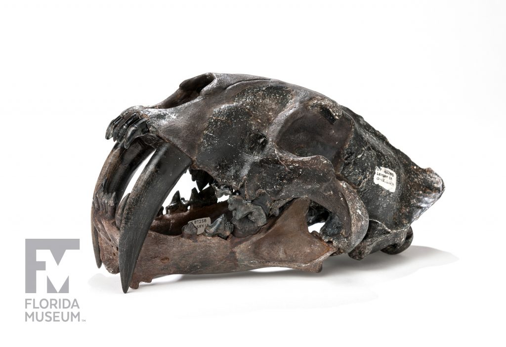 Gracile Saber-toothed Cat Skull (Smilodon gracilis)