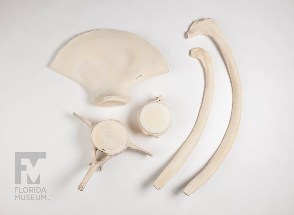 Various Humpback whale bone specimens inducing two rib bones and vertebrae
