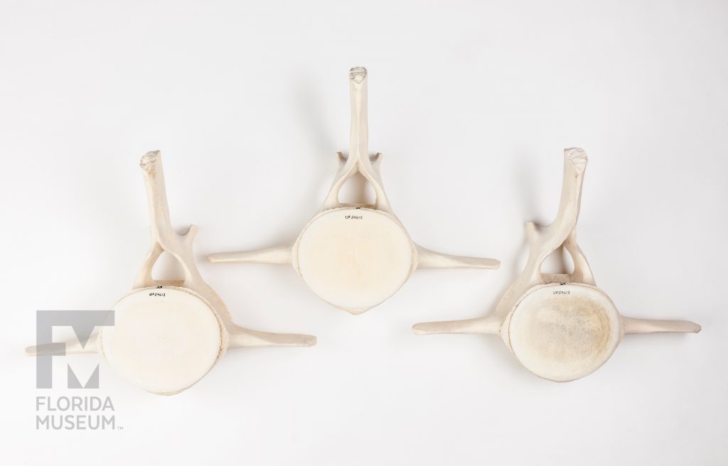 Three vertebrae bone specimens from a Humpback whale