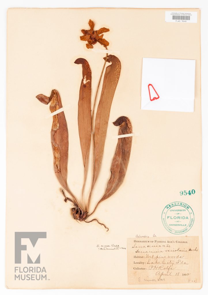 Herbarium specimen sheet with pressed Hooded pitcher plant and hand written card with information on about the plant's habitat, locality, and the collector.