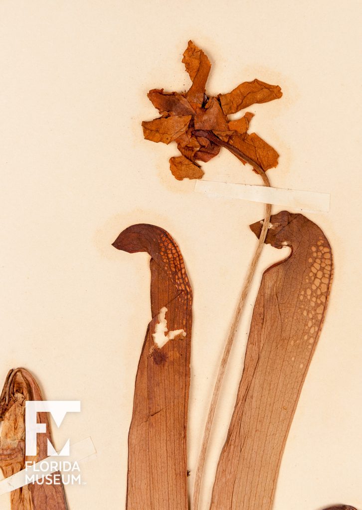 Close up of a pressed Hooded pitcherplant showing the end of the pitchers and a flower