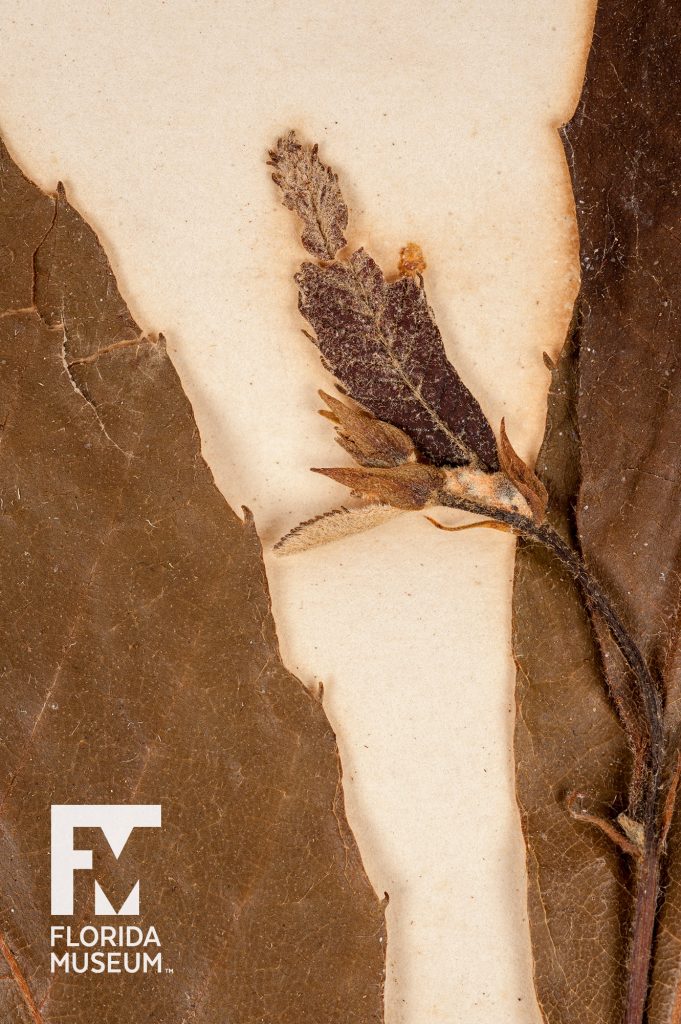 Close up of press Chinquapin (Castanea pumila) flower and leaves