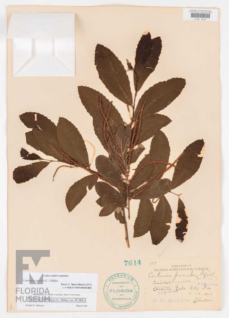Herbarium specimen sheet with Chinquapin (Castanea pumila) branch with leaves and seeds. The Herbarium specimen sheet has two cards, one hand written one typed with the plant's information