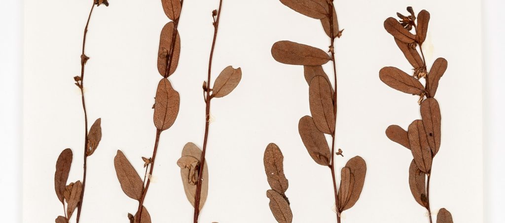 several pressed stems of the Rugel's Pawpaw with leaves and flowers