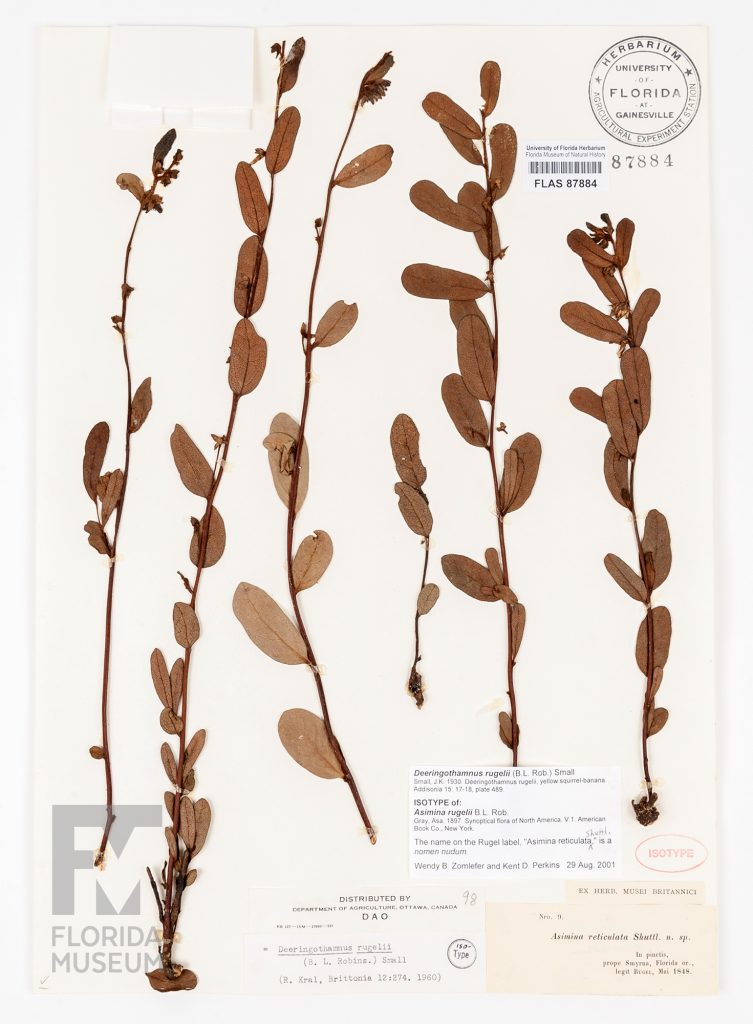 Herbarium specimen card with several long pressed stems of the Rugel's Pawpaw. The woody stems have alternating leaves and few have small flowers close to the stem. The leaves are short with rounded ends and a central vein. The herbarium card is stamped with UF's herbarium seal and has barcode. There are three typed cards with the plant information and a red stamp that reads 'Isotype'