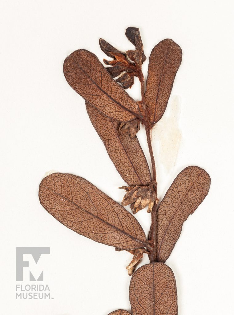 Close up of a pressed Rugel's Pawpaw showing the woodly stem, rounded leaves and small flower