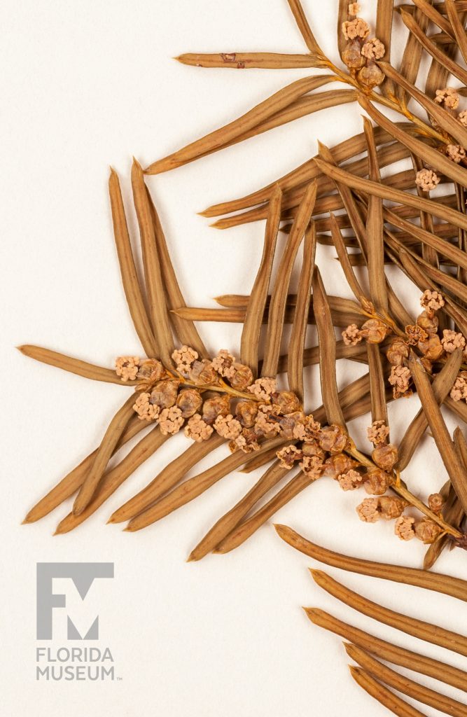 Close up of pressed Florida Yew showing small tightly clustered flowers and long thin leaves