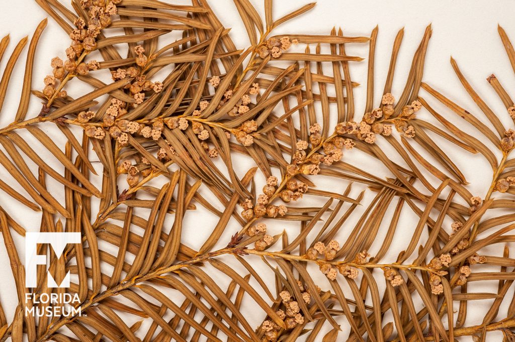 Close up of pressed Florida Yew showing long thin leaves that branch from a center stem. Along the ends of the stems are small tightly clustered flowers