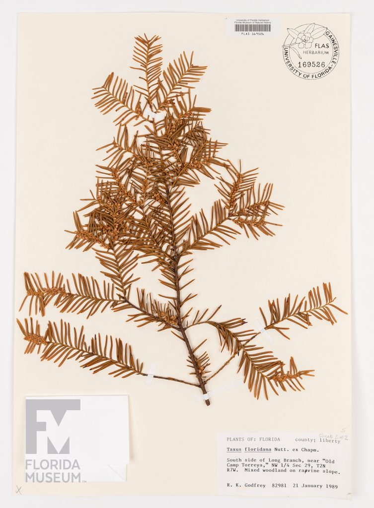 Herbarium sheet with a branch of the Florida Yew.