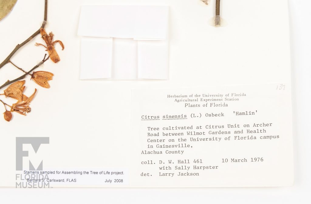 Close up of the typed specimen information card on the Orange blossom (Citrus sinensis) Herbarium sheet. Contains information on the plant name, location and date it was collected and the collectors