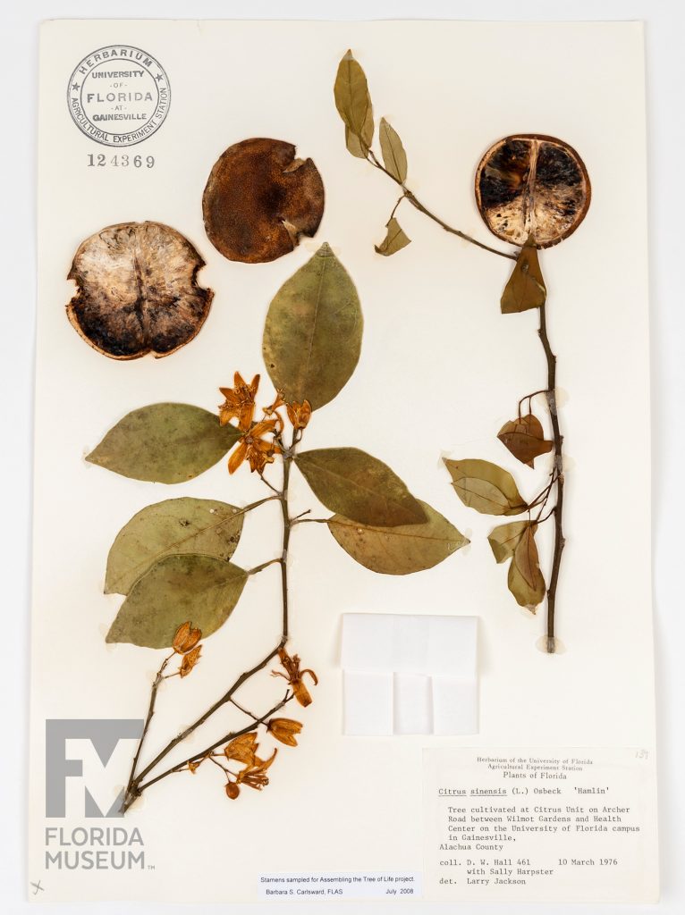 Orange blossom (Citrus sinensis), Herbarium sheet with two branches, leaves, flowers, and fruit. A typed card in the bottom corner of the sheet contains the plants information