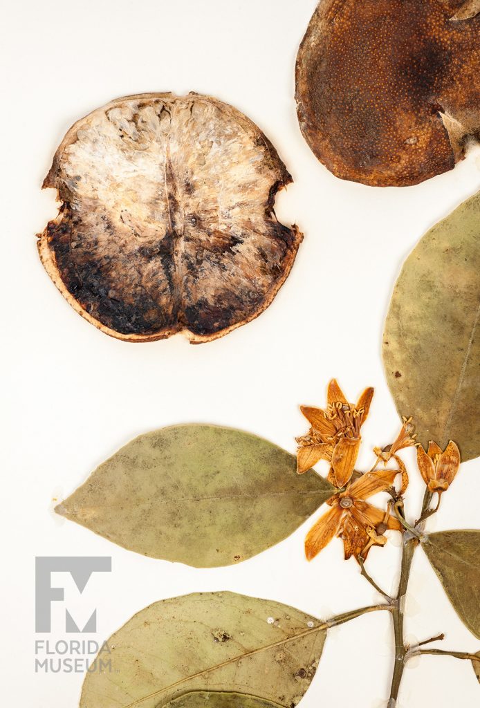 close up of pressed Orange blossom, leaves and fruit on an Herbarium specimen sheet