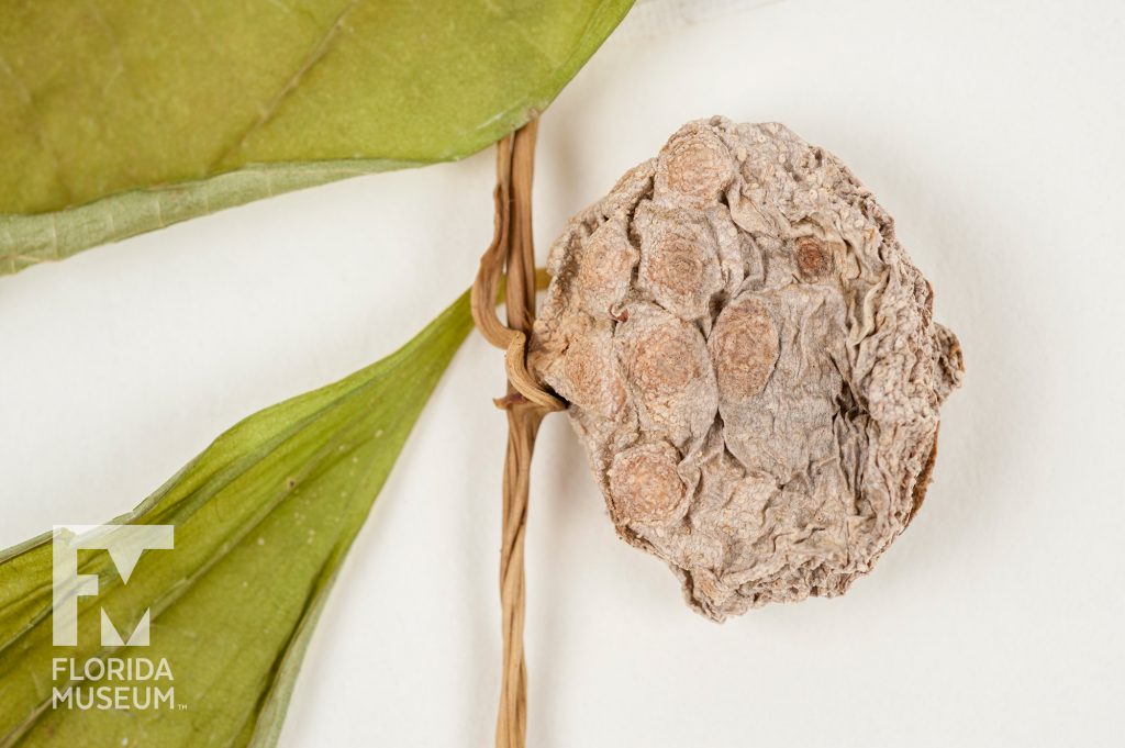 close up of dried Air Potato attached to the vine