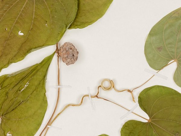 pressed Air Potato leaves and dried Air Potato from the herbarium collection