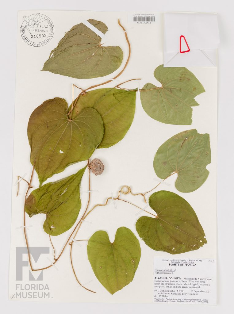 Air Potato herbarium specimen card with leafs, fruit, and stems