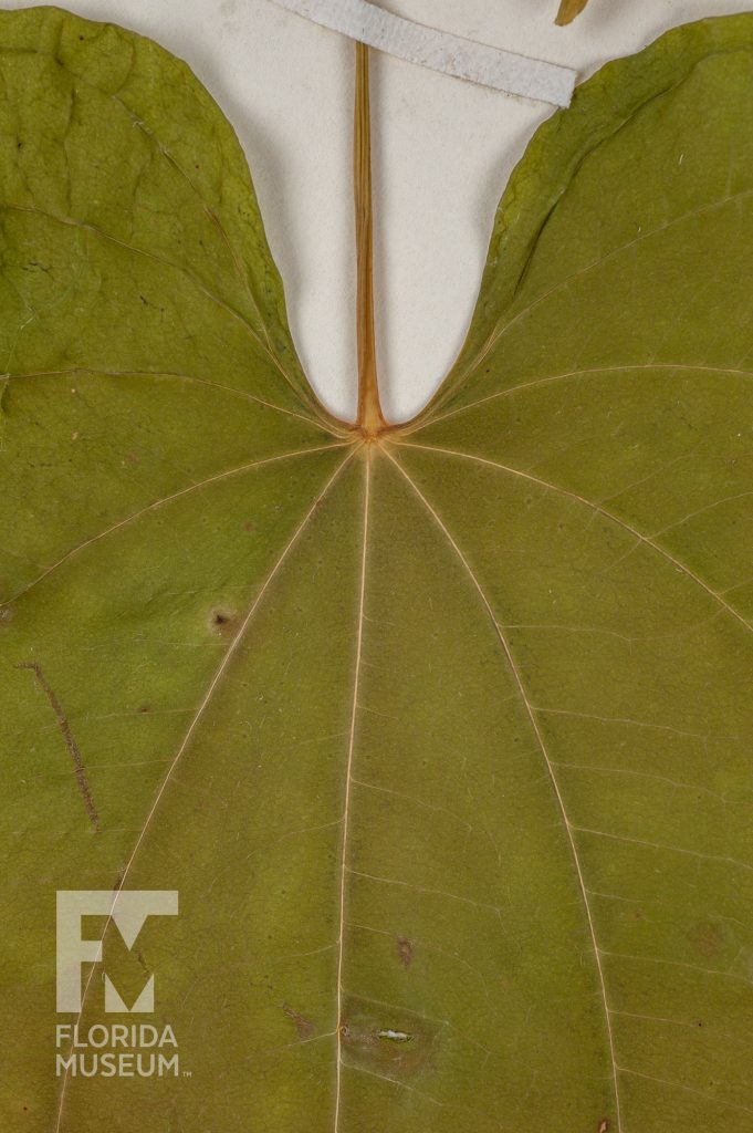 Close up of Air Potato leave showing light brown stem and veins running through the leaf. The veins start at a center point where the leaf and the stem meet.