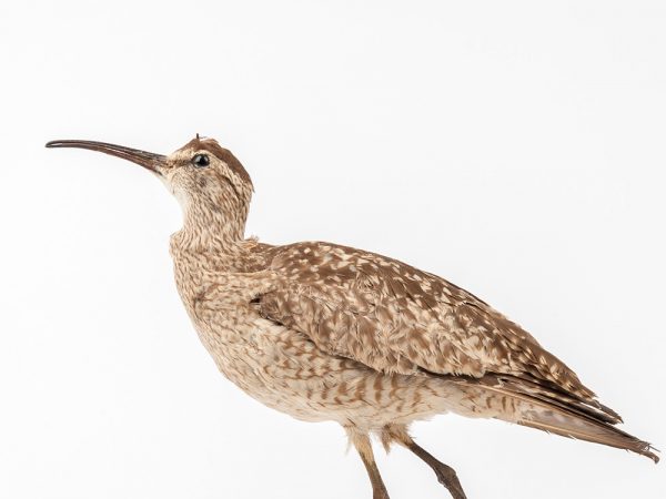 Eskimo Curlew (Numenius borealis)