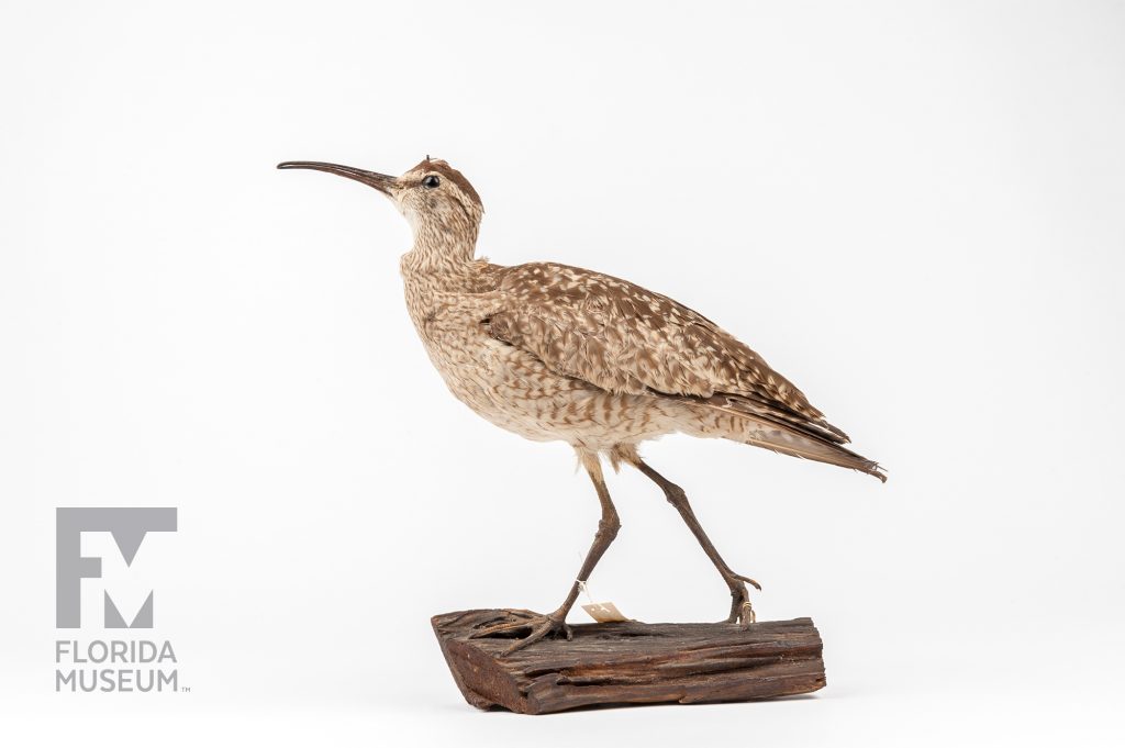 Eskimo Curlew (Numenius borealis)