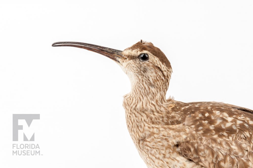 Eskimo Curlew (Numenius borealis)