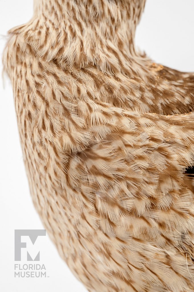 Eskimo Curlew (Numenius borealis)