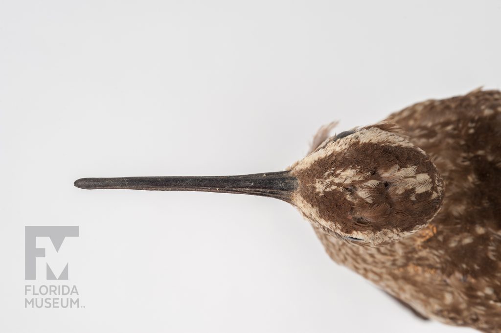 Eskimo Curlew (Numenius borealis)