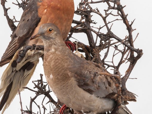 Passenger Pigeon (Ectopistes migratorius)