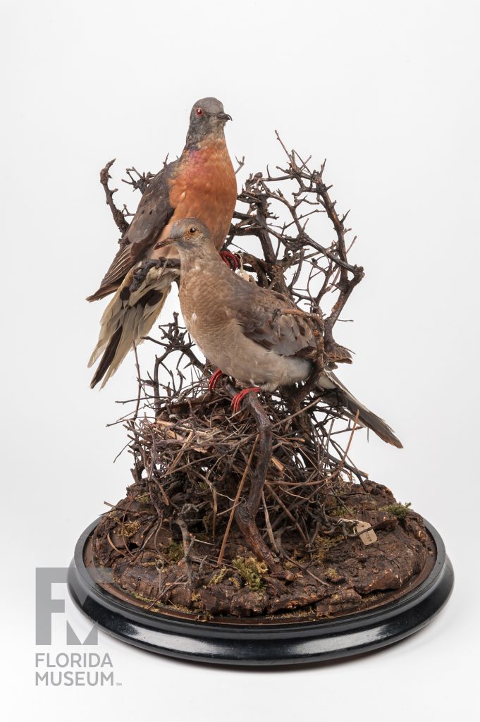 Passenger Pigeon (Ectopistes migratorius)