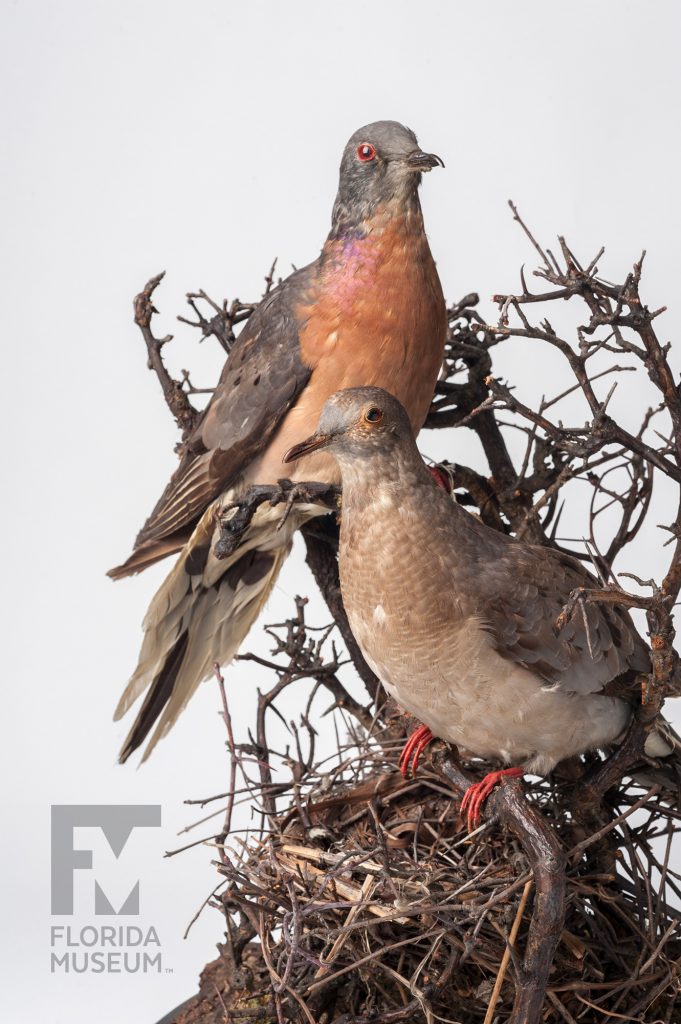 Passenger Pigeon (Ectopistes migratorius)