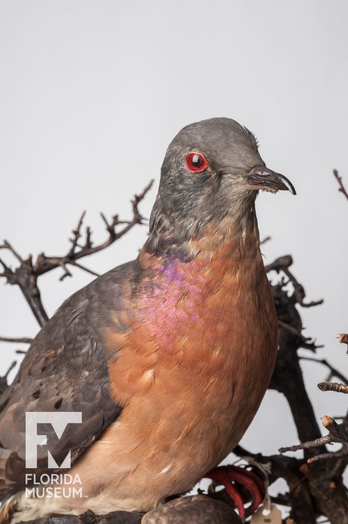 Passenger Pigeon (Ectopistes migratorius)