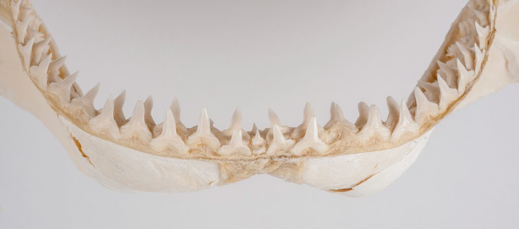 Bull shark jaw (Carcharhinus leucas)