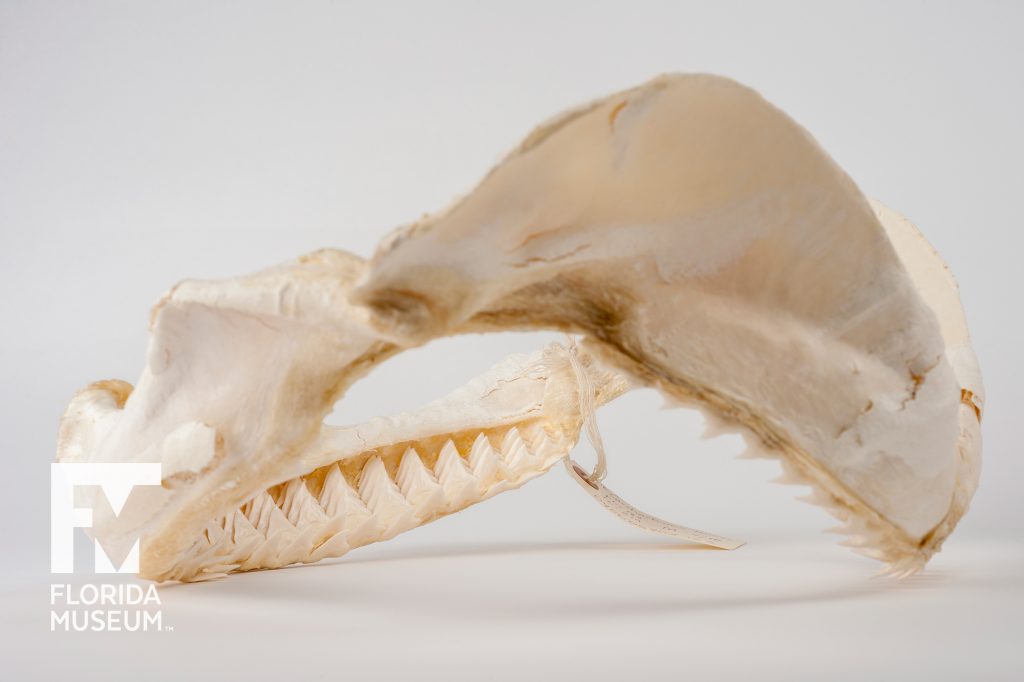 Bull shark jaw (Carcharhinus leucas)