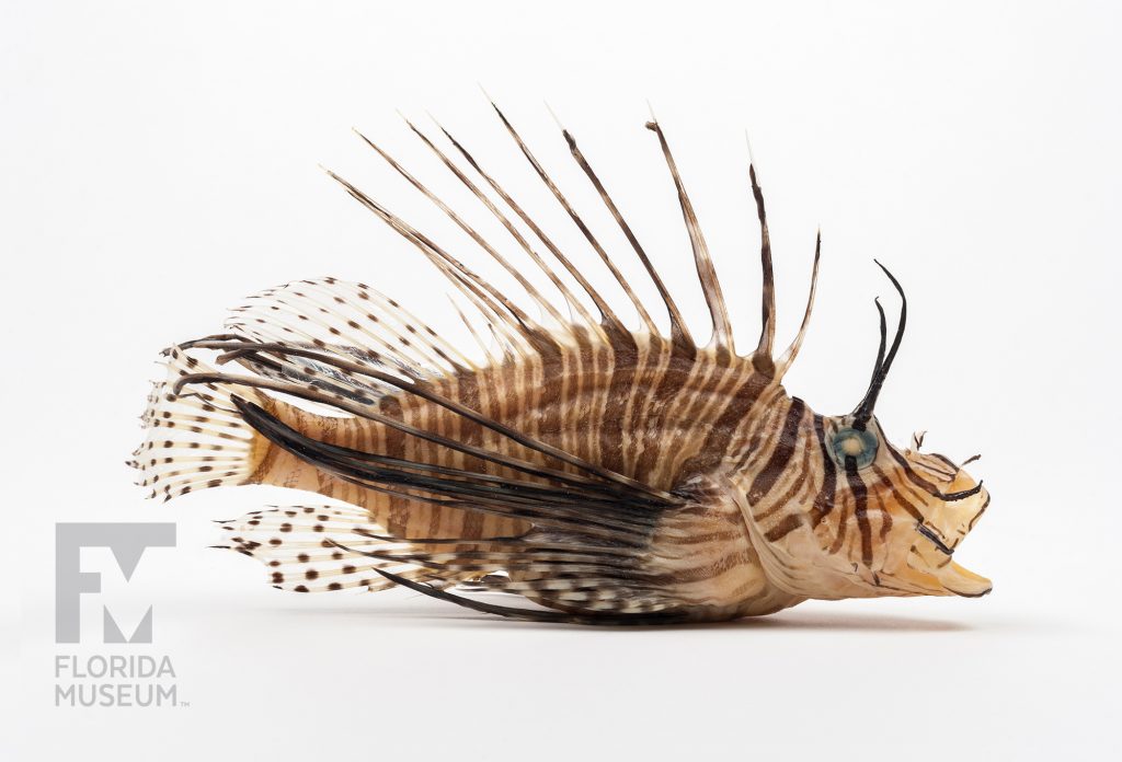 Lionfish (Pterois volitans) specimen against a white background. The tan lionfish has dark stripes and long thin spines down its back and sides