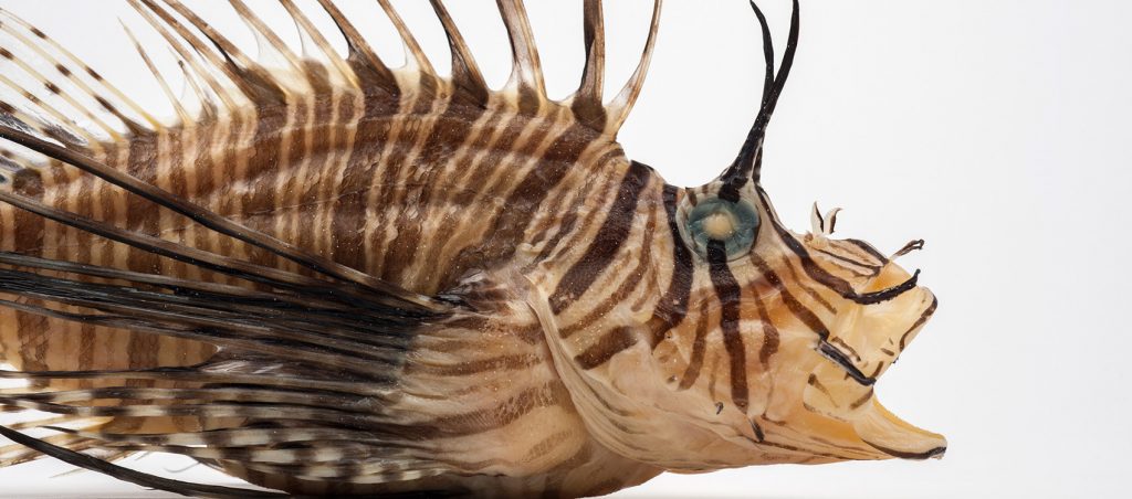Lionfish (Pterois volitans) specimen showing the striped pattern and long spines of the lionfish