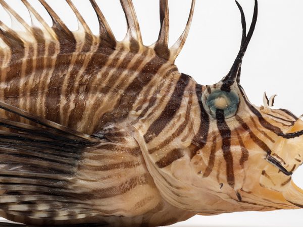 Lionfish (Pterois volitans) specimen showing the striped pattern and long spines of the lionfish