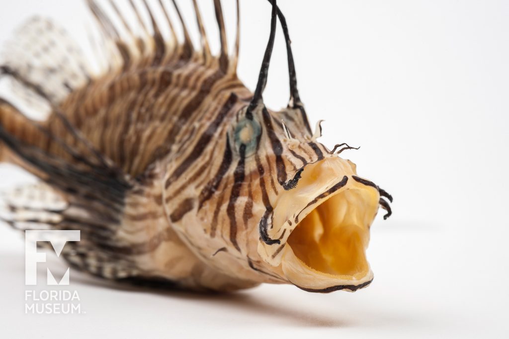 Lionfish (Pterois volitans) specimen showing its open mouth.