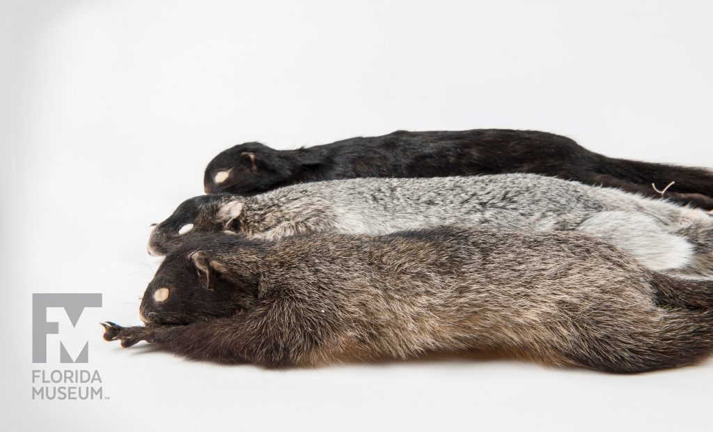 Three Sherman's fox squirrel (Sciurus niger shermani) specimens showing variation of color. One is pale grey, one brownish grey, and one is black.
