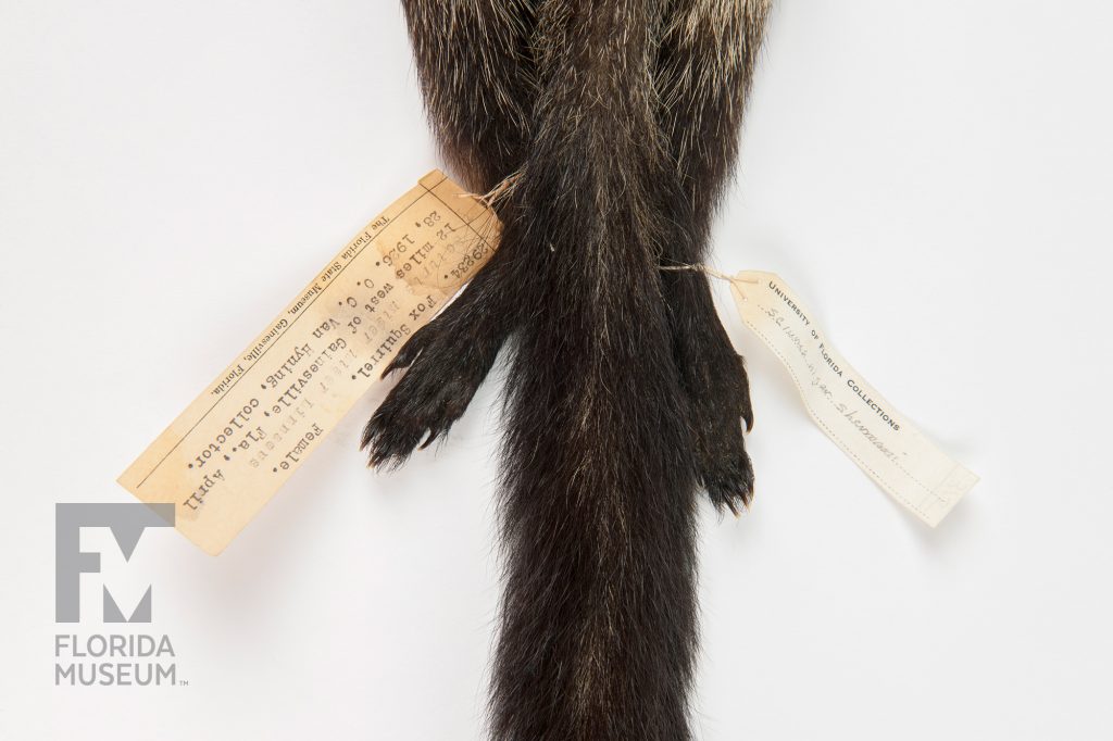 close up of the tail and specimen tag of a black Sherman's fox squirrel