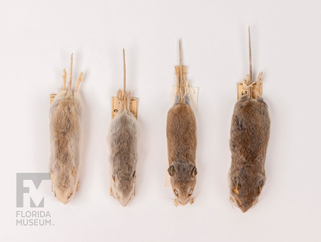 Four mice that vary in color of pale cream-tan and grey to a rich brown