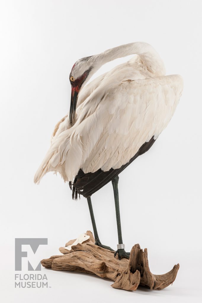 Whooping Crane specimen standing on a piece of drift wood. The birds neck is turned to preen its feathers