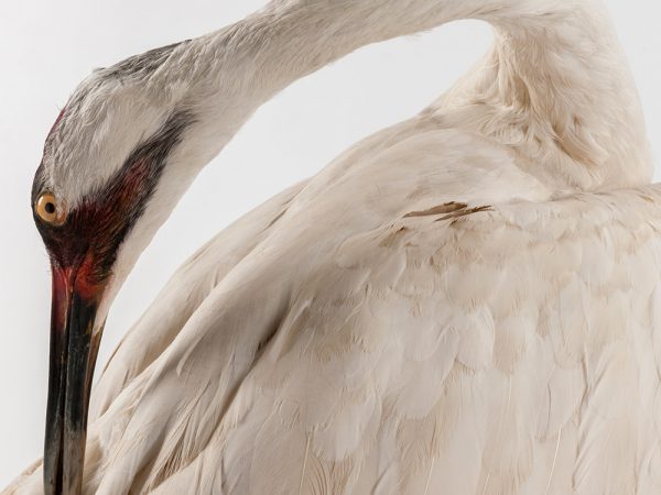 Whooping Crane (Grus Americana)