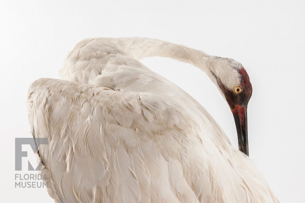 Whooping Crane specimen showing the birds shoulder, neck and head.