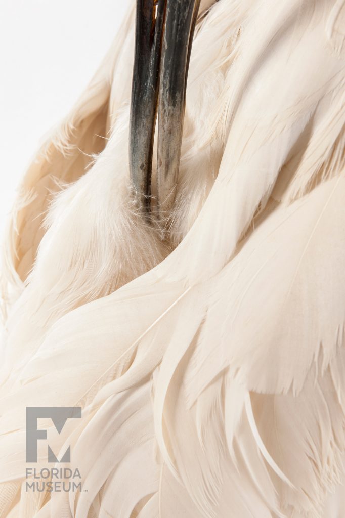 close up of the Whooping Crane specimen beak and feathers